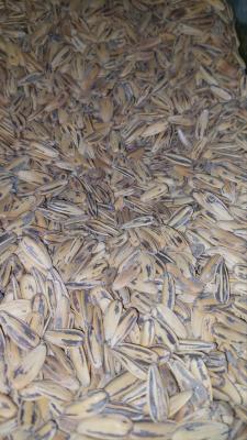 تخمه سناتور فله